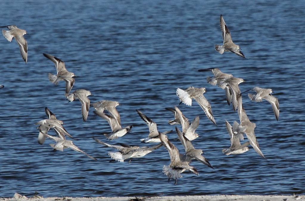Red Knots (Calidris canutus) with Black-bellied Plover (Pluvialis squatarola) by Dominic Sherony is licensed under CC BY-SA 2.0